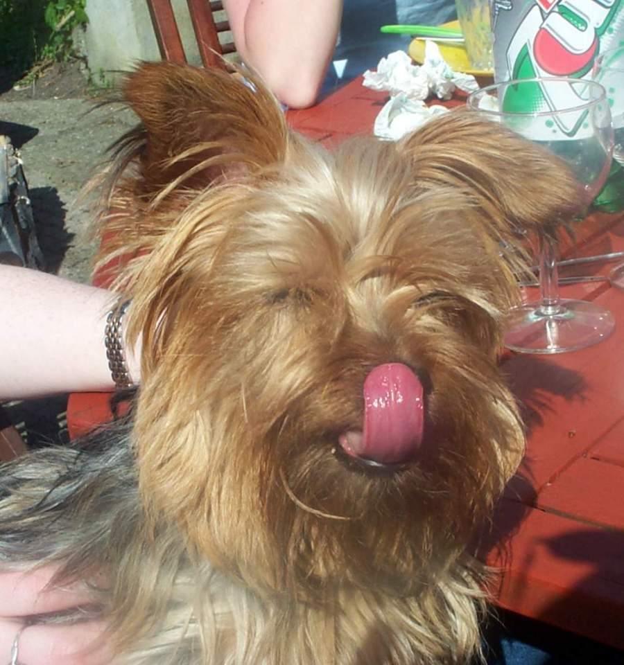 dog.jpg